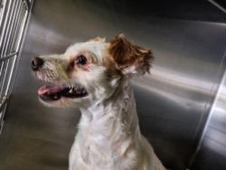 Shelter Stray Male Dog last seen , 1850 W 60th St, Los Angeles, CA 90047, USA