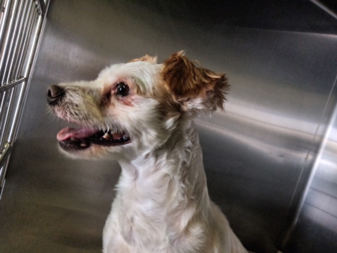 Shelter Stray Male Dog last seen , 1850 W 60th St, Los Angeles, CA 90047, USA