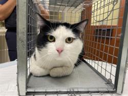 Shelter Stray Male Cat last seen Near BLOCK W MONROVIA AVE, 3839 W Burnham St, West Milwaukee, WI 53215, USA