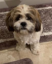 Reunited Male Dog last seen Near Angelus St, Turlock, CA 95380, USA, Turlock, CA 95380