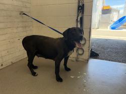 Shelter Stray Female Dog last seen ARDEN AVE AND 33RD, 333 Chandler Pl, San Bernardino, CA 92408, USA