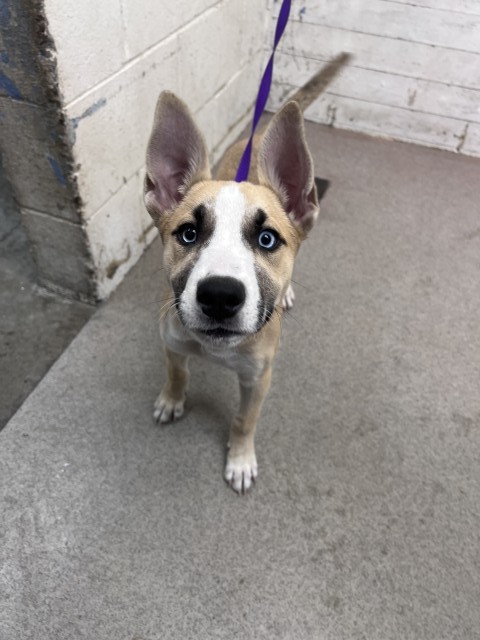 Shelter Stray Female Dog last seen 5TH ST AND MOUNTAINVIEW, 333 Chandler Pl, San Bernardino, CA 92408, USA