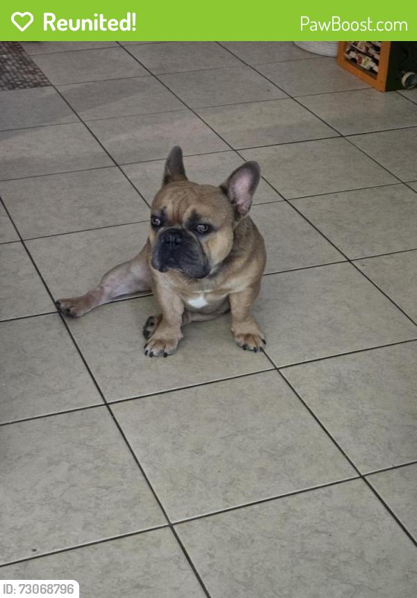 Reunited Male Dog last seen N Fernández Road, Lakeland, FL 33801