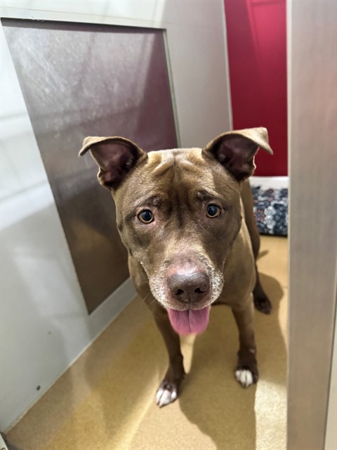 Shelter Stray Female Dog last seen OFALLON, 4850 Mid Rivers Mall Dr, St Peters, MO 63376, USA