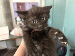 Shelter Stray Female Cat last seen , West Valley Animal Shelter, 20655 Plummer St, Chatsworth, CA 91311, USA