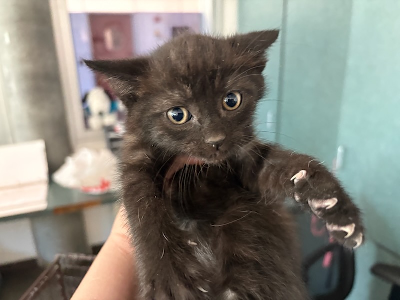 Shelter Stray Female Cat last seen , West Valley Animal Shelter, 20655 Plummer St, Chatsworth, CA 91311, USA