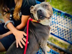 Shelter Stray Female Dog last seen , 2769 Conroy Rd, Orlando, FL 32839, USA
