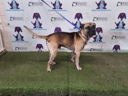 Shelter Stray Male Dog last seen , 2769 Conroy Rd, Orlando, FL 32839, USA
