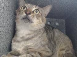 Shelter Stray Male Cat last seen , 2769 Conroy Rd, Orlando, FL 32839, USA