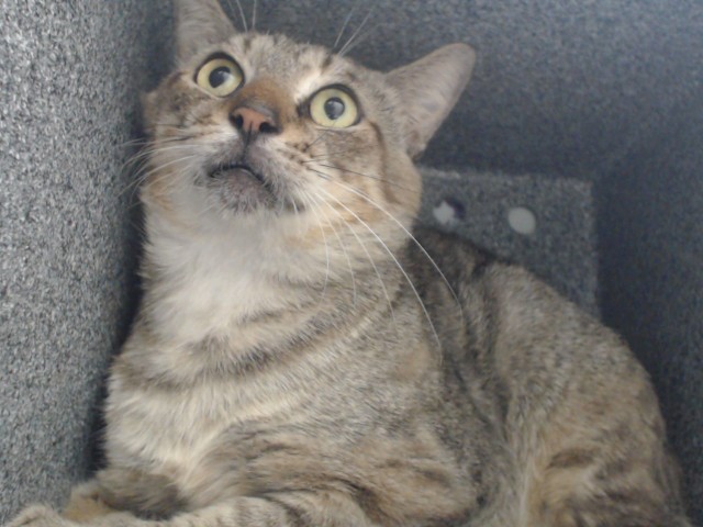 Shelter Stray Male Cat last seen , 2769 Conroy Rd, Orlando, FL 32839, USA