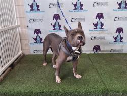 Shelter Stray Male Dog last seen , 2769 Conroy Rd, Orlando, FL 32839, USA