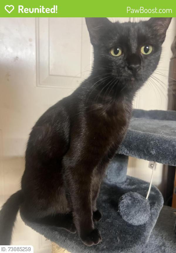 Reunited Female Cat last seen Near Halifax St, Houston, TX 77015, USA, Houston, TX 77015