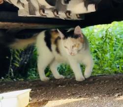Found/Stray Unknown Cat last seen Hudson , Columbus, OH 43202