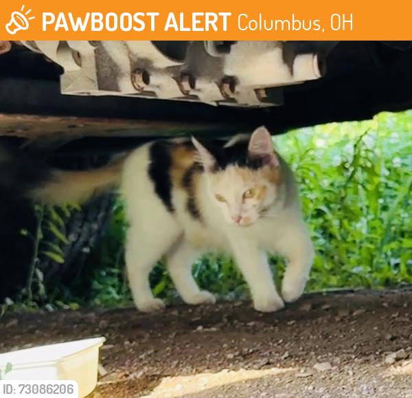 Found/Stray Unknown Cat last seen Hudson , Columbus, OH 43202