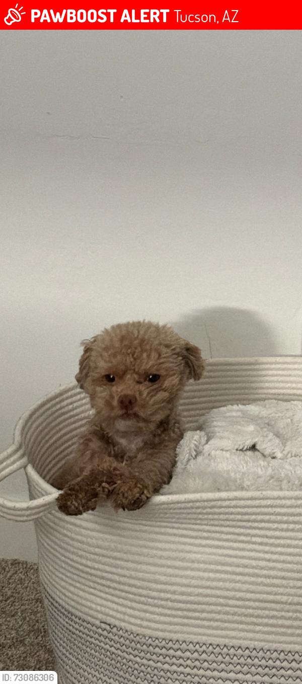 Lost Female Dog last seen Cardinal and los reales, Tucson, AZ 85746