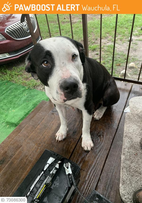 Found/Stray Female Dog last seen Near Polk road wauchula, Wauchula, FL 33873