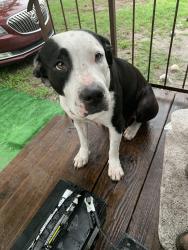 Found/Stray Female Dog last seen Near Polk road wauchula, Wauchula, FL 33873