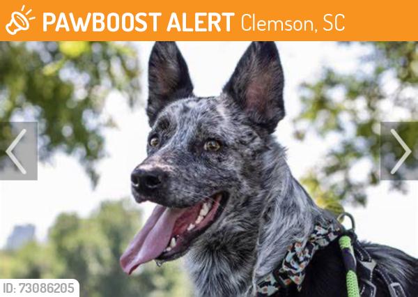 Found/Stray Unknown Dog last seen Campden Sound amd Riverpoint, Clemson, Clemson, SC 29631