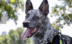 Found/Stray Unknown Dog last seen Campden Sound amd Riverpoint, Clemson, Clemson, SC 29631