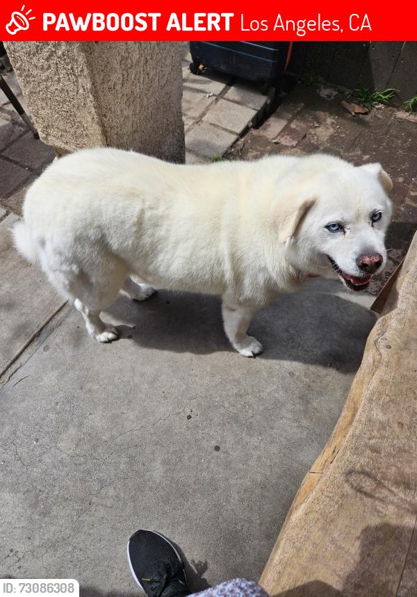 Lost Female Dog last seen Near Main st and 83rd st, Los Angeles, CA 90003