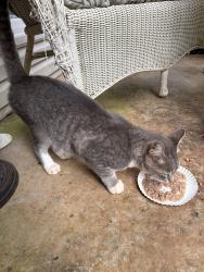 Found/Stray Female Cat last seen Hwy 60 and Tomacheche Trail, Gainesville, GA 30506