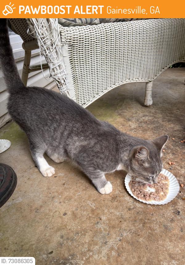 Found/Stray Female Cat last seen Hwy 60 and Tomacheche Trail, Gainesville, GA 30506