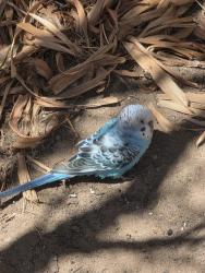 Reunited Unknown Bird last seen Defremery park, Oakland, CA 94607