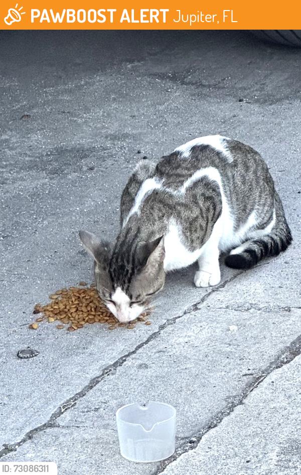 Found/Stray Unknown Cat last seen Maplewood Dr, Jupiter, FL 33458