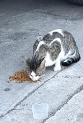 Found/Stray Unknown Cat last seen Maplewood Dr, Jupiter, FL 33458