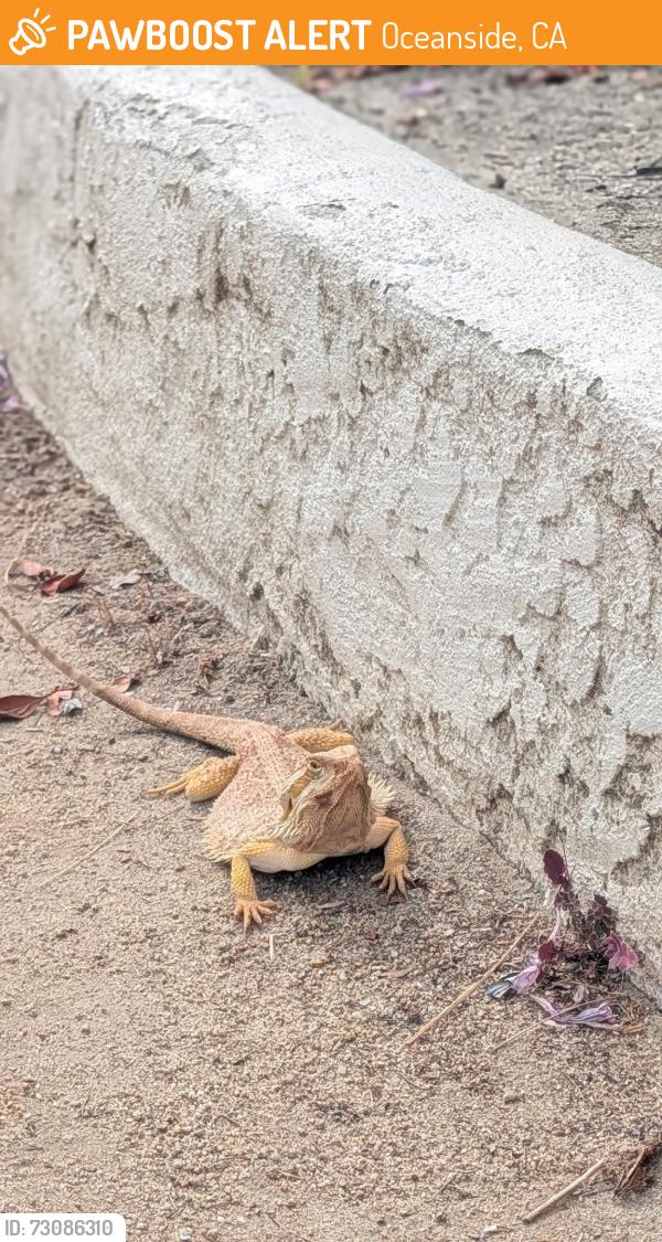 Found/Stray Unknown Reptile last seen Ivey Ranch Elementary, Oceanside, CA 92057