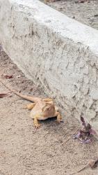 Found/Stray Unknown Reptile last seen Ivey Ranch Elementary, Oceanside, CA 92057