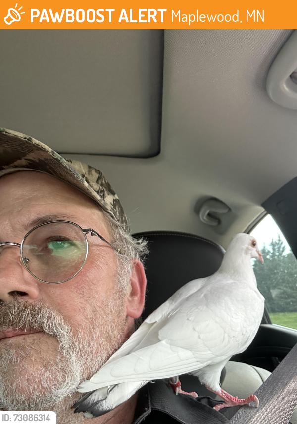Found/Stray Female Bird last seen McKnight and S Dorland, Maplewood, MN 55119