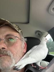 Found/Stray Female Bird last seen McKnight and S Dorland, Maplewood, MN 55119