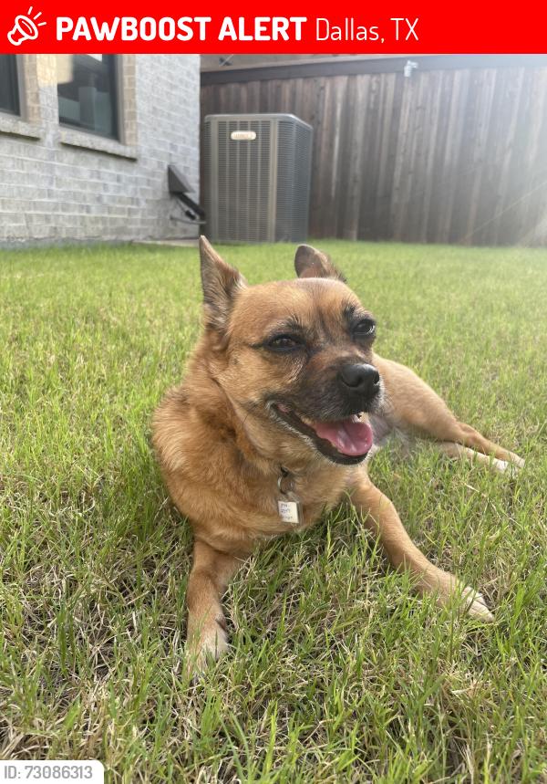 Lost Female Dog last seen SM Wright Fwy, Dallas, TX 75215