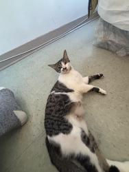 Lost Female Cat last seen Main and 54th, Vancouver, BC V5X 3H9