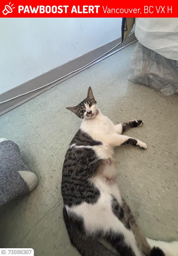 Lost Female Cat last seen Main and 54th, Vancouver, BC V5X 3H9