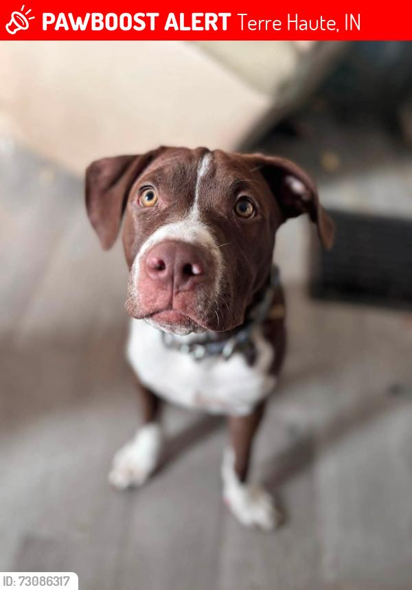 Lost Male Dog last seen 4th and hulman, Terre Haute, IN 47802
