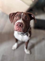 Lost Male Dog last seen 4th and hulman, Terre Haute, IN 47802