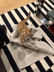 Found/Stray Unknown Cat last seen Chamberlayne road, Greater London, England NW10