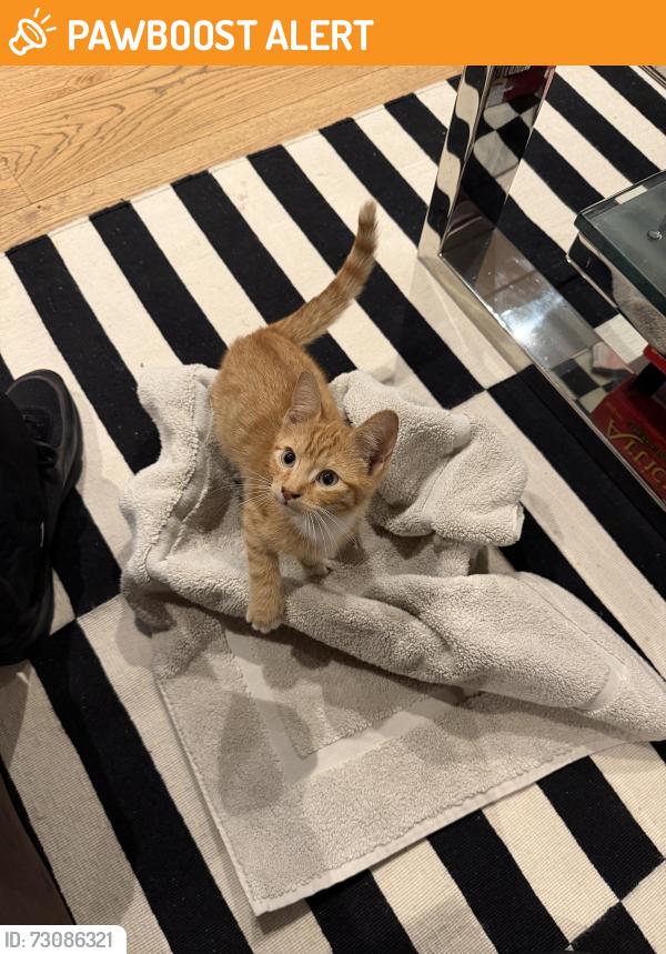 Found/Stray Unknown Cat last seen Chamberlayne road, Greater London, England NW10