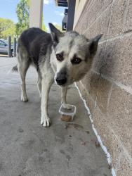 Found/Stray Female Dog last seen Walgreens, Balch Springs, TX 75180