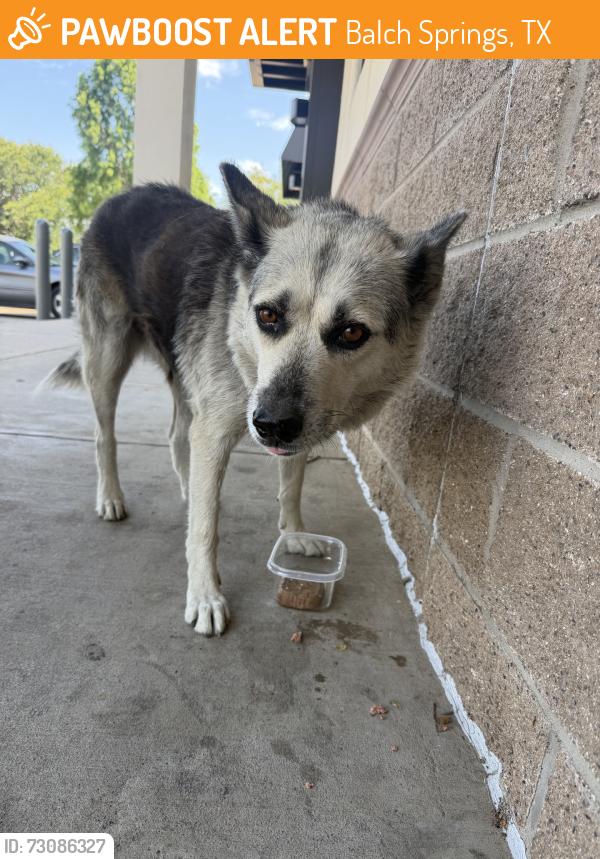 Found/Stray Female Dog last seen Walgreens, Balch Springs, TX 75180