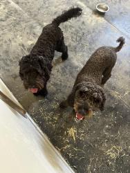Found/Stray Female Dog last seen Cherry Valley, Cherry Valley, CA 92223