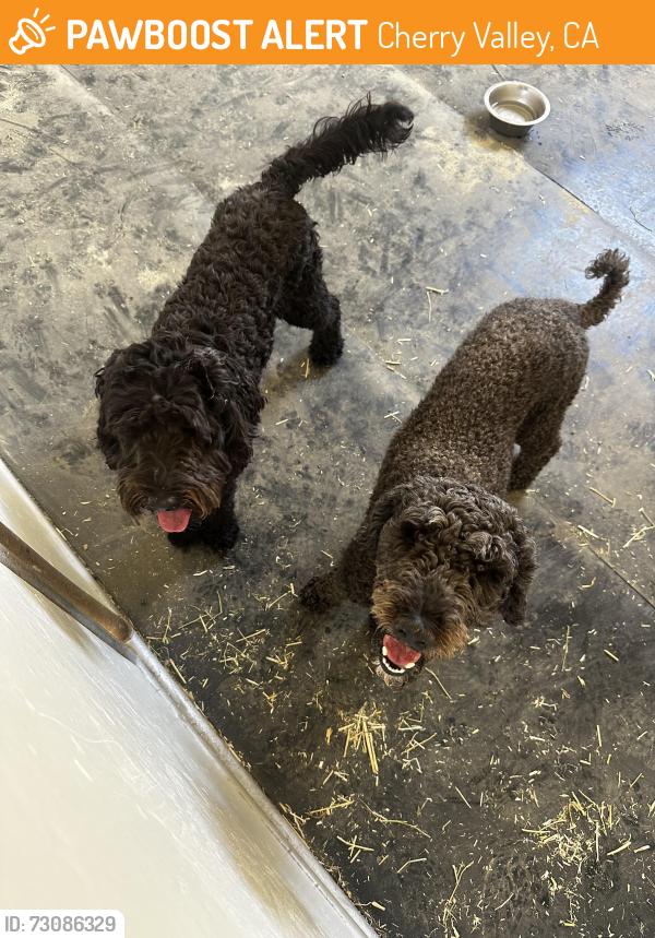 Found/Stray Female Dog last seen Cherry Valley, Cherry Valley, CA 92223