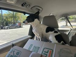 Found/Stray Male Dog last seen Keyes Street San Jose, San Jose, CA 95110