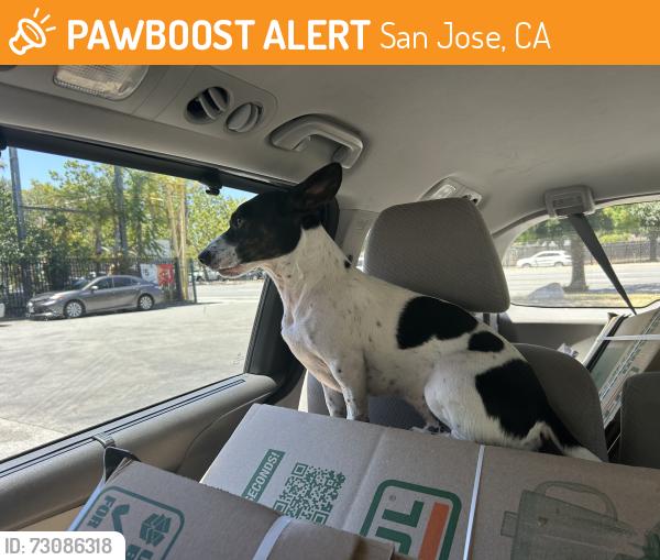 Found/Stray Male Dog last seen Keyes Street San Jose, San Jose, CA 95110