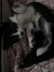 Found/Stray Unknown Cat last seen Haskell Middle School, Lakewood, CA 90715