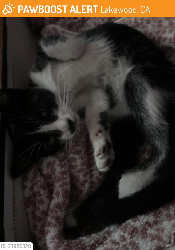 Found/Stray Unknown Cat last seen Haskell Middle School, Lakewood, CA 90715