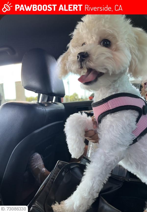 Lost Female Dog last seen Myers St & Primerose, Riverside, CA 92503