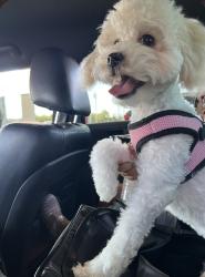 Lost Female Dog last seen Myers St & Primerose, Riverside, CA 92503